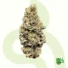 Gelato X Ice Cream Cake – Exclusive