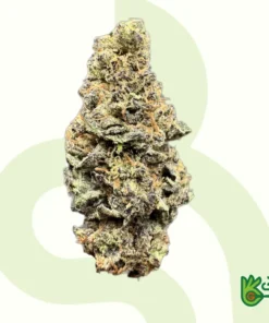 Gelato X Ice Cream Cake – Exclusive