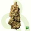 Chocolope Haze
