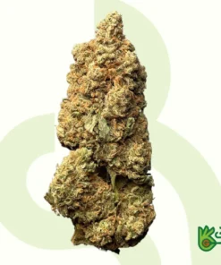 Chocolope Haze